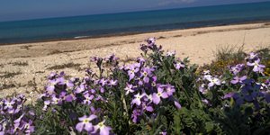 Λουλούδια στην παραλία/ Φωτογραφία: Eurokinissi- ΚΟΝΤΑΡΙΝΗΣ ΓΙΩΡΓΟΣ