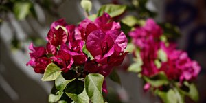 Φωτογραφία: Sooc