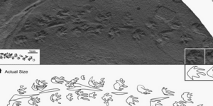 Ανακαλύφθηκαν οι μικρότερες παγκοσμίως πατημασιές σπονδυλωτού ζώου 