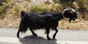 Φωτογραφία: pixabay