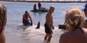 Πάλεψε με καρχαρία αλλά απολύθηκε λόγω... αναρρωτικής άδειας [βίντεο]