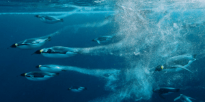 Τι κάνει τους αυτοκρατορικούς πιγκουίνους τόσο δεινούς κολυμβητές; [εικόνες]