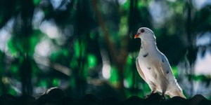 περιστέρι/Φωτογραφία: pexels