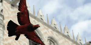 Τα περιστέρια στον Άγιο Μάρκο της Βενετίας έγιναν... πολύχρωμα [εικόνες]