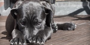 ΦΩΤΟΓΡΑΦΙΑ: pixabay