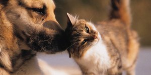 Οι σκύλοι είναι εξυπνότεροι από τις μαϊμούδες: 10 πράγματα που δεν γνωρίζετε για