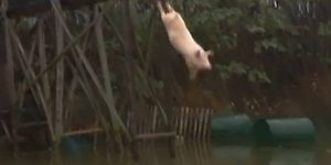 Γουρουνάκια κάνουν βουτιές από πλατφόρμα ύψους τριών μέτρων [βίντεο]