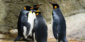 Φωτογραφία: Pixabay