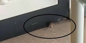 ΦΩΤΟΓΡΑΦΙΑ: cretalive.gr