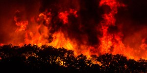 H πυρκαγιά ξέσπασε πριν από πέντε μέρες σε δάση κωνοφόρων και ευκαλύπτου (Φωτογραφία: ΑΡ) 