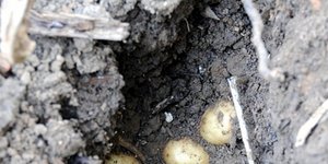 φωτογραφία: pixabay