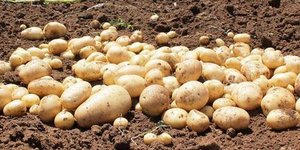 International Potato Center