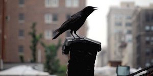 Τα πουλιά αναγκάζονται να τραγουδούν πιο δυνατά λόγω ηχορύπανσης