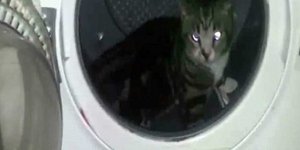 Βρετανός βασάνισε γάτα και καταδικάστηκε σε φυλάκιση 56 ημερών