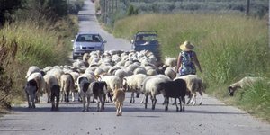 Τρίκαλα