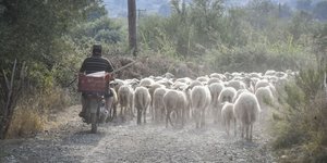 Νέα κρούσματα ευλογιάς προβάτου στη Λέσβο (Φωτογραφία αρχείου: EUROKINISSI/ ΑΝΤΩΝΗΣ ΝΙΚΟΛΟΠΟΥΛΟΣ)