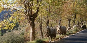 Πρόβατα/ Φωτογραφίες: Eurokinissi- ΚΟΝΤΑΡΙΝΗΣ ΓΙΩΡΓΟΣ