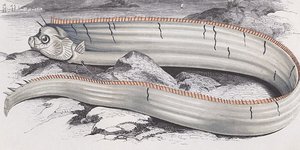 Πώς κινείται στο βυθό το γιγάντιο ψάρι-κουπί [εικόνες&βίντεο]