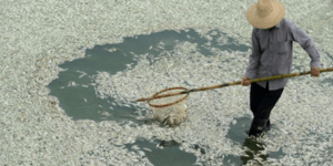 Τόνοι δηλητηριασμένων ψαριών «έπνιξαν» ποτάμι στην Κίνα [εικόνες]