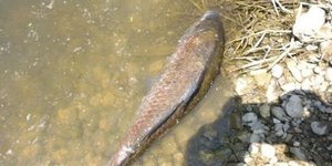 Γέμισε νεκρά ψάρια ο Σπερχειός -Ανησυχούν οι αγρότες [εικόνες]