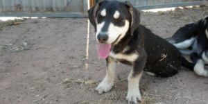 Κόμμα ζωόφιλων από την Κύπρο κατεβαίνει στις ευρωεκλογές