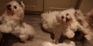 Harlem shake για τετράποδα [βίντεο]