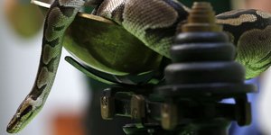 Εναν πύθωνα είχε στην τσέπη του 19χρονος που συνελήφθη (Φωτογραφία αρχείου: AP/ Sang Tan)
