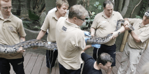 Έστησαν «ειδική αποστολή» για να κάνει τσεκ-απ ο πύθωνας!  [εικόνες]