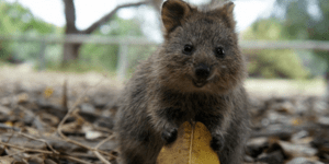 Αυτό είναι το πιο ευτυχισμένο ζώο στον πλανήτη [εικόνες]