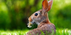 Εχει χαμηλό ποσοστό γεννήσεων