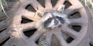 Απολαύστε ζώα σε χαριτωμένους μπελάδες [εικόνες]