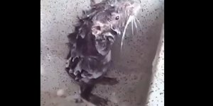 Ο αρουραίος στέκεται όρθιος στα δυο πόδια και κάνει μπάνιο. Φωτογραφία: YouTube