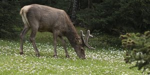 Μόνο στην Πάρνηθα επιβιώνουν