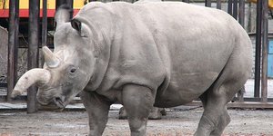 Ελπίδες για τη διάσωση του λευκού ρινόκερου (Φωτογραφία: ΑΠΕ)