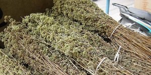 SOS «εκπέμπει» η ρίγανη – Κινδυνεύει με εξαφάνιση