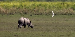 Τέλος στις δημοπρασίες αντικειμένων από κέρατο ρινόκερου λένε οι οίκοι/ Φωτογραφία: AP- Anupam Nath