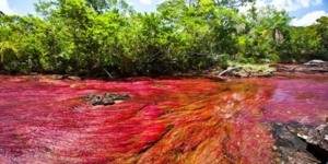 Κάνο Κριστάλες: Το πολύχρωμο ποτάμι της Κολομβίας που προσελκύει εκατοντάδες του