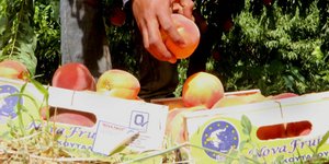 Αυτά είναι τα μέτρα στήριξης της ΕΕ για όσους παράγουν ροδάκινα και νεκταρίνια -