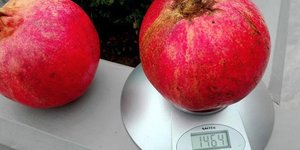 Ρόδια γίγαντες στα Τρίκαλα 