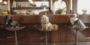 Κυριλέ μπαρ για σκύλους στο κέντρο της Νέας Υόρκης [εικόνες]