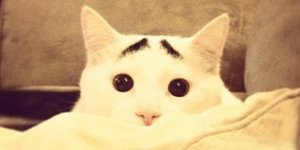 Γάτος με φρύδια είναι το νέο αστέρι του διαδικτύου [εικόνες]