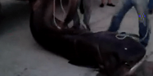 Στα δίχτυα ψαράδων της Εύβοιας καρχαρίας μήκους έξι μέτρων! [βίντεο]