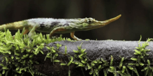 Εξαφανισμένο είδος ερπετού εντόπισαν εξερευνητές στο Εκουαδόρ [βίντεο]