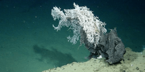 Πού καταλήγουν τα σκουπίδια που πετάμε στη θάλασσα [εικόνες]