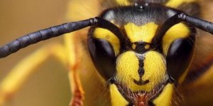 Μακελειό στην κυψέλη: 30 σφήκες επιτίθενται και κατασπαράσσουν 30.000 μέλισσες