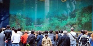 ΣΟΚ: Καρχαρίας έσπασε το ενυδρείο και επιτέθηκε σε περαστικούς [εικόνες + βίντεο