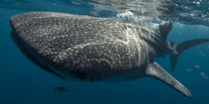 Υποβρύχιο νεκροταφείο καρχαριών: Εκεί που τα κήτη πηγαίνουν για να πεθάνουν [εικ