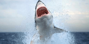 Τεράστιος καρχαρίας τρομοκράτησε τουρίστες στη Φλόριντα [βίντεο]