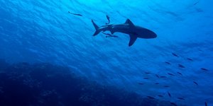 φωτογραφίες: pixabay