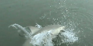 Να γιατί δεν πρέπει ποτέ να ψαρεύεις αμέριμνος [βίντεο]